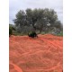 Δίχτυ ελαιοσυλλογής Titan 100gsm 8x12 μέτρα HDPE Ελαιοραβδιστικά - Μηχανήματα Συλλογής Ελιάς - Βέργες