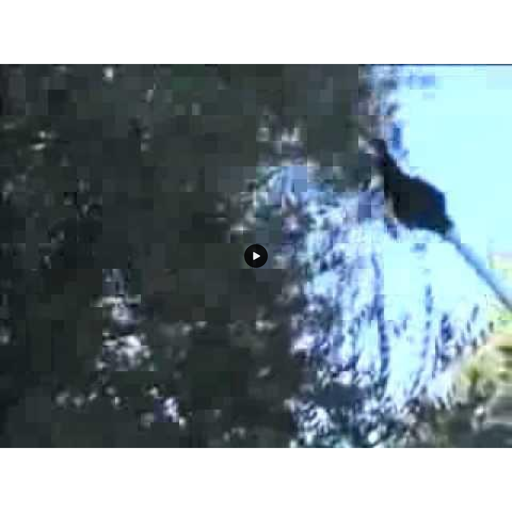 Ελαιοραβδιστικό Karbonium Evo Zanon Ιταλίας 33Volt ΕΛΑΙΟΡΑΒΔΙΣΤΙΚΑ ΜΗΧΑΝΗΜΑΤΑ 