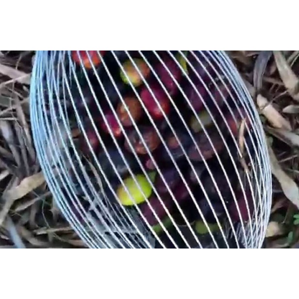 Συλλέκτης ελιάς και καρπών μικρός Ιταλίας ΕΛΑΙΟΡΑΒΔΙΣΤΙΚΑ ΜΗΧΑΝΗΜΑΤΑ 